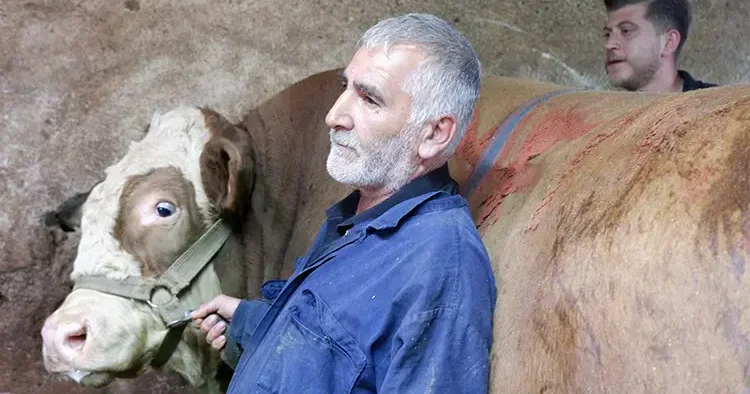Bu cüsseye bu fiyat! 1 ton 200 kiloluk tosun kurban pazarında satıldı