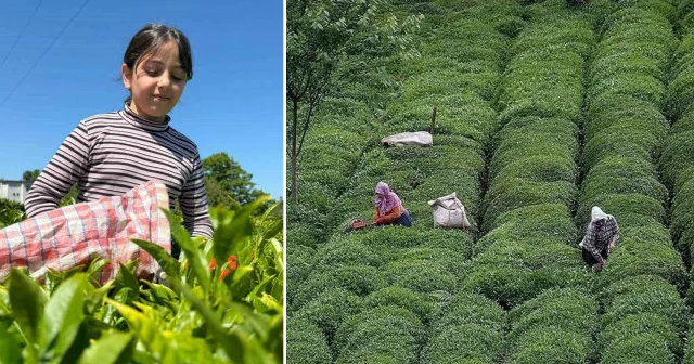 Çay tarlası olanlar dikkat: 25 kilograma düştü Türkiye Ekonomisi Haberleri