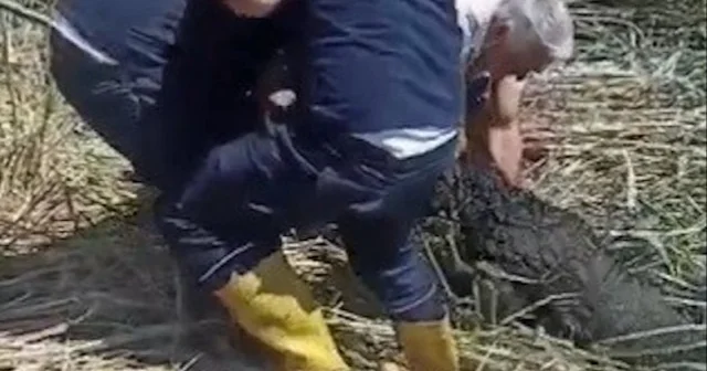Kaçarak çamura saplanan kurbanlık koyunlara hayat kurtaran operasyon VİDEO İZLE