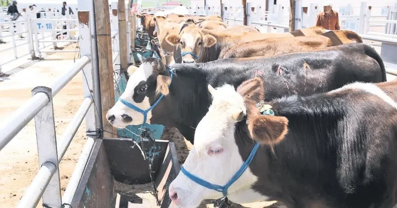 Narkozla kesim olur kartla kurban alınır