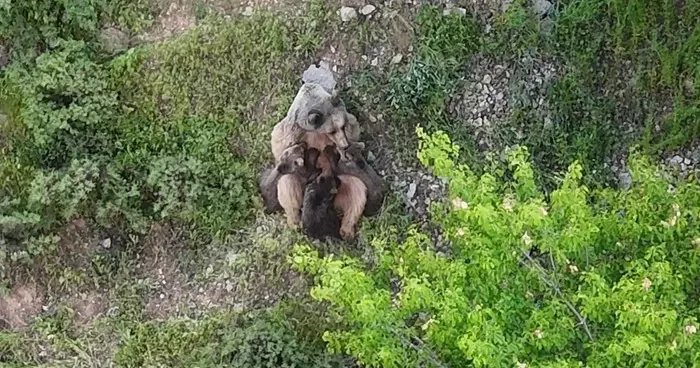 Yavrularını emziren ayı, dronla kaydedildi