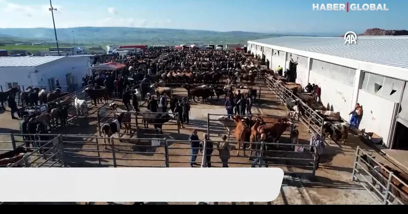 Satılamayan kurbanlıklar ne olacak? Açıklama geldi