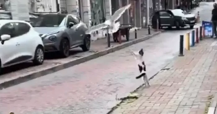 Martıları görünce duramadı! İstanbul da kedinin eğlenceli anları kamerada