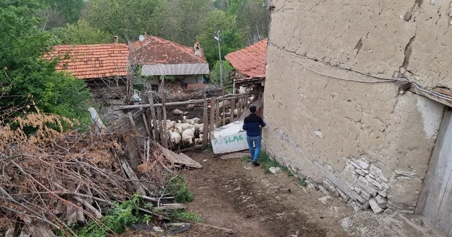Kütahya da ağılan girip sürüye saldırdı; 25 koyun öldü Kütahya Haberleri