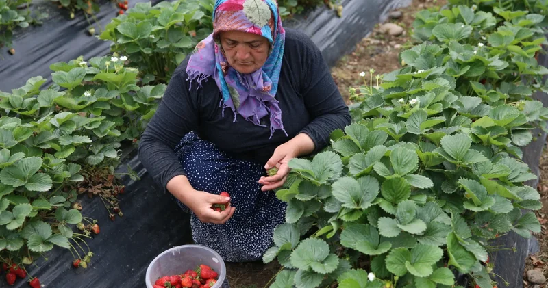 Ordu da çilek hasadı başladı