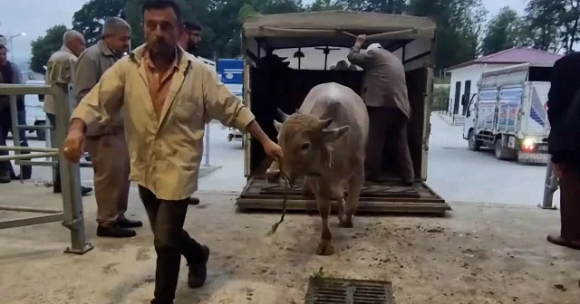 Bayrama sayılı günler kala kurban pazarları hareketlendi VİDEO İZLE