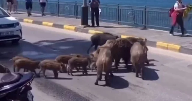 Kuşadası nda sıradanlaşan görüntü: İnsanların domuz aşkı bitmiyor VİDEO İZLE