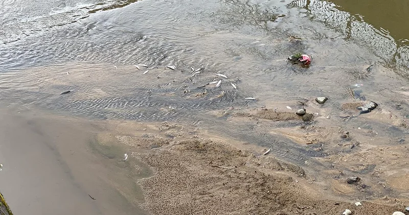 Rize de derede çok sayıda ölü balık görüldü