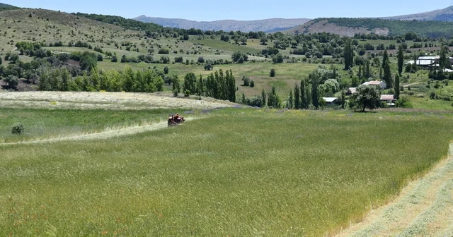 Giresun da tarımsal üretim planı ile yetiştirilen ürünlerin ilk hasadı yapıldı Giresun Haberleri