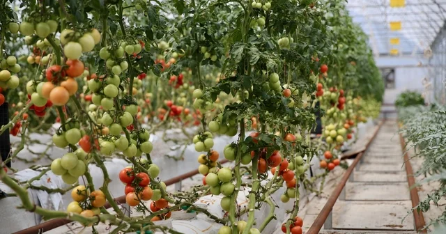 Kocaeli de volkanik cürufla yetiştirilen ürünlerin sulaması yağmur suyuyla yapılıyor Kocaeli Haberleri