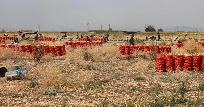 Göz yaşartan hasat! Hatay da soğan işçilerinin günlük yevmiyeleri açıklandı!