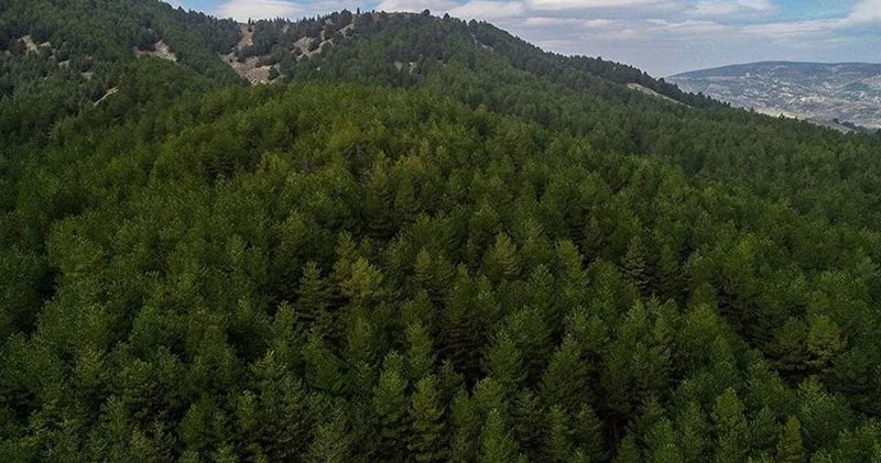 Ormana girişin yasak olduğu iller hangileri? Ormana giriş yasağı ne zaman kalkacak Karadeniz, Marmara, Ege, Akdeniz, Anadolu?