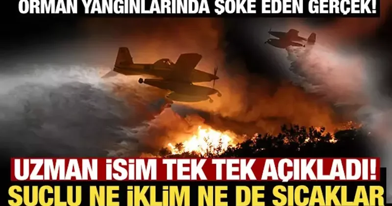 Orman yangınlarında şoke eden gerçek! Uzman isim tek tek açıkladı