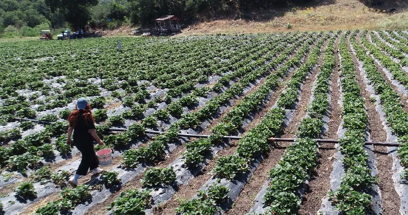 Beyaz yaka yerine tarımı seçti, yöresinin en genç organik çilek üreticisi oldu