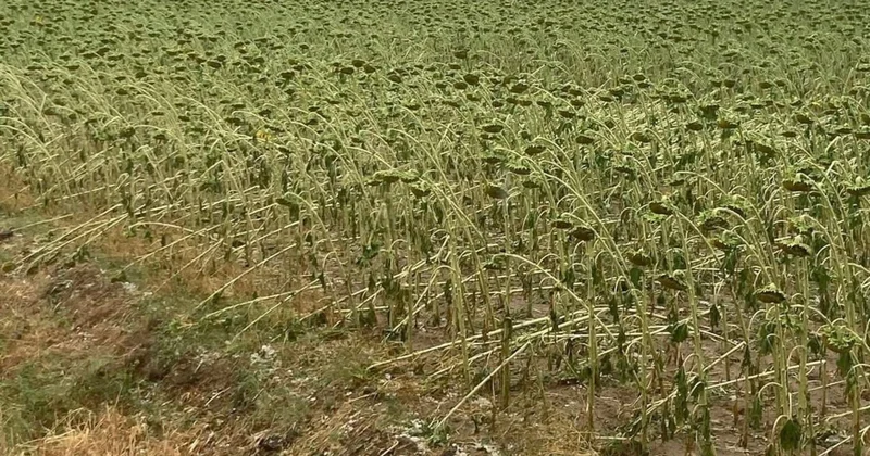 Tekirdağ da dolu tarlalara zarar verdi Sözcü Gazetesi