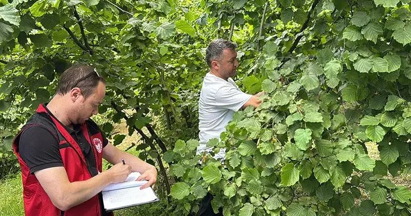 Ordu da tahmini fındık rekoltesi tespit çalışmaları başladı