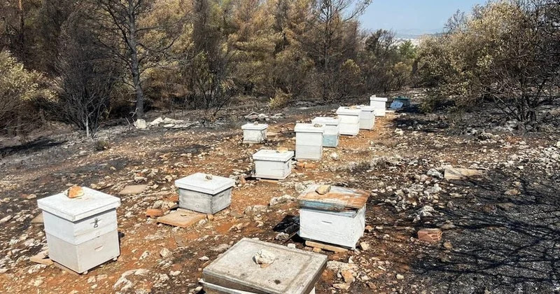 Yunanistan ülkeyi kasıp kavuran yangınların nedenini açıkladı: Başıboş arı kovanı Sözcü Gazetesi