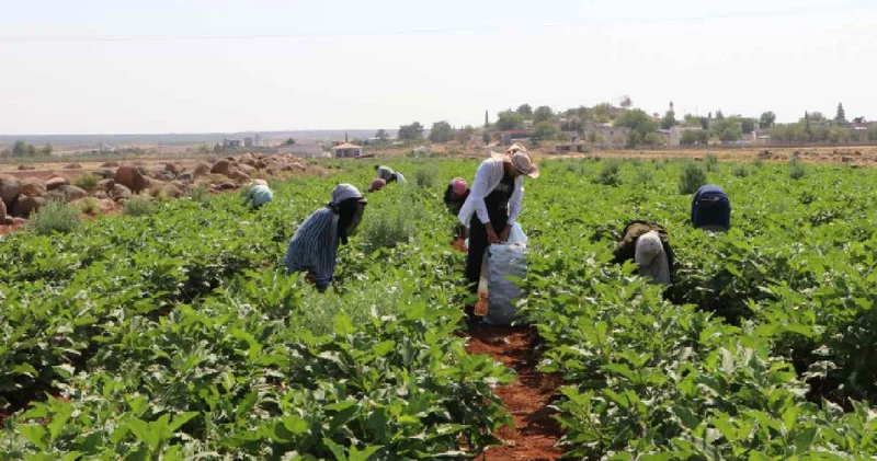 Üretici verimden memnun: 20 dekar alandan 50 ton hasat bekliyor