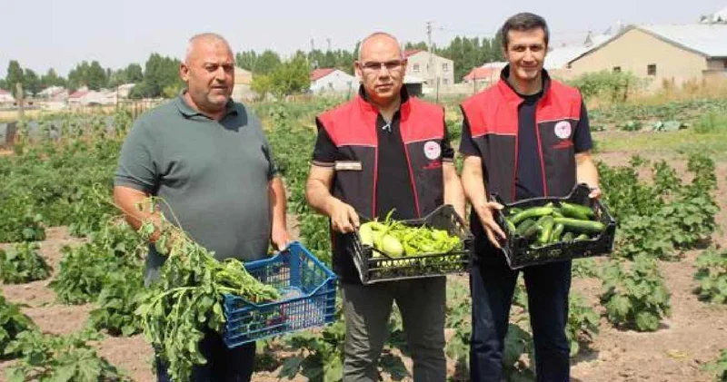 150 bine yakın fide dağıtılmıştı: Toprakla buluşan fidelerden yetiştirilen sebzeler hasat edildi
