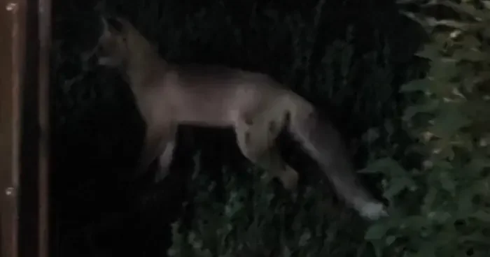 Tatvan ilçe merkezinde tilki paniği
