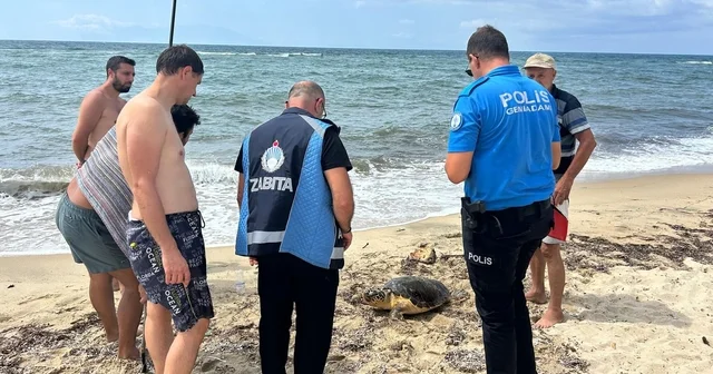 Yaralı caretta caretta tedaviye alındı Edirne Haberleri