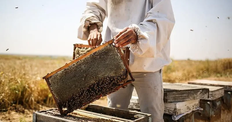 450 ton bal üretildi! Rekoltedeki artış üreticileri mutlu etti
