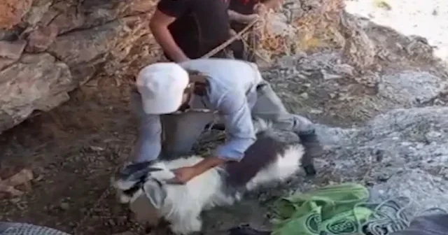 Malatya da dağda mahsur kalan 4 keçiyi itfaiye ekipleri kurtardı VİDEO İZLE