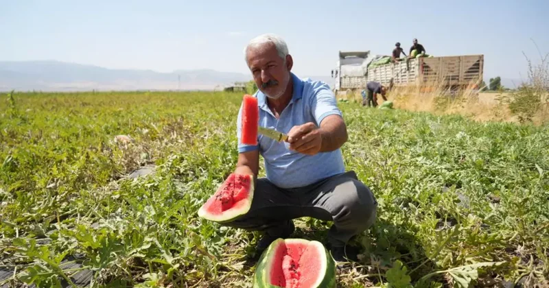 2 milyar liralık gelir bekleniyor! Muş ta karpuz hasadı