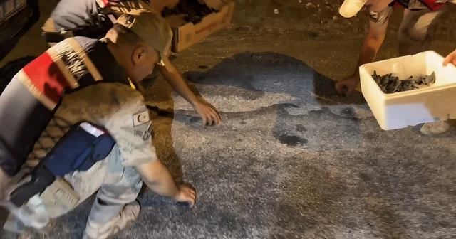 Hatay da yönünü kaybeden yeşil deniz kaplumbağalarını jandarma denize ulaştırdı Hatay Haberleri