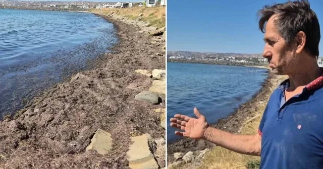 Tekirdağ kıyılarında rüzgar sonrası kızıl yosun ve kötü koku vatandaşları rahatsız etti Tekirdağ Haberleri