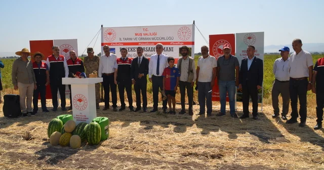 Muş ta hasadına başlanan karpuzdan yaklaşık 2 milyar liralık gelir bekleniyor Muş Haberleri