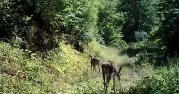 Bolu’da nadir görülen kızıl geyikler görüntülendi