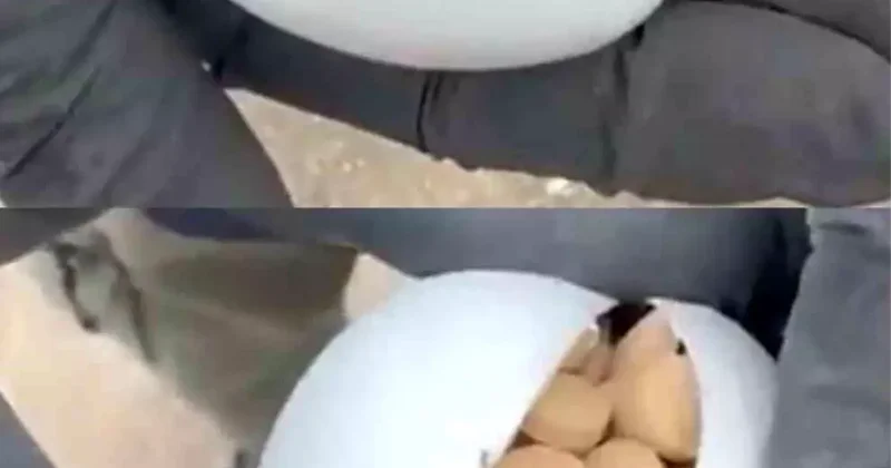 Mersin de 8 Zehir Taciri Yakalandı