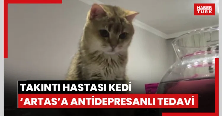 Takıntı hastası kedi ‘Artas’a, antidepresanlı tedavi