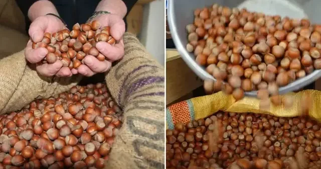 Aroması ve yağ oranıyla beğenilen Giresun fındığı zirvede: Kilosu 350 liraya ulaştı Türkiye Ekonomisi Haberleri
