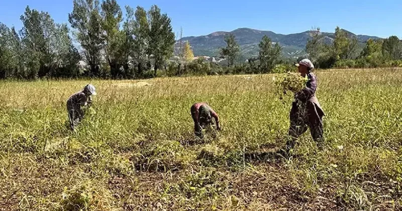 Munzur’un altın tanelerinde hasat başladı: Kilosu 200 lira, yurt dışından yoğun talep var Sözcü Gazetesi