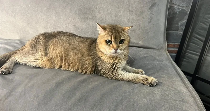 Obsesif kompülsif bozukluğu tanısı konulan kedi Artas, antidepresana başladı: Ciddi takıntıları var