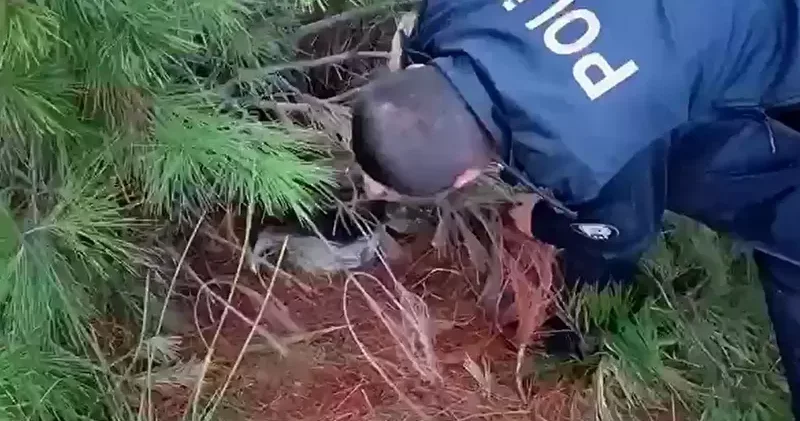 Ormana düzenek kurup kaçak avcılık yapan şüpheliye gözaltı