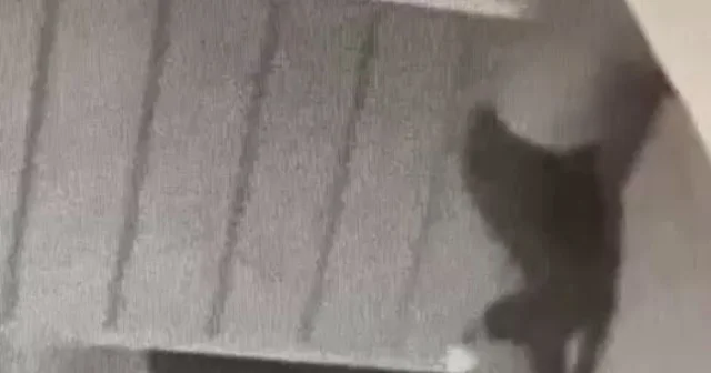 Kent dışından gelip keşfe çıkan hırsız, 2 evden 70 bin değerinde eşya çalmış Samsun Haberleri