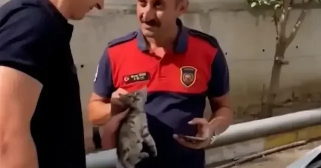 İskenderun’da otomobil motoruna sıkışan kedi kurtarıldı VİDEO İZLE