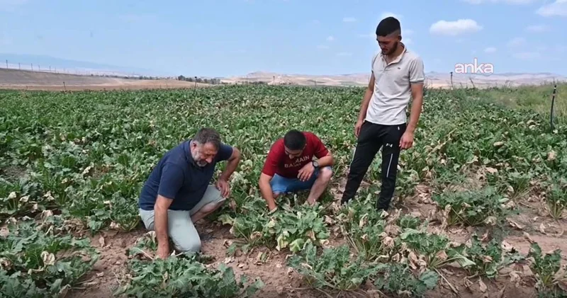 Fiyatı açıklanınca hevesleri kursağında kaldı