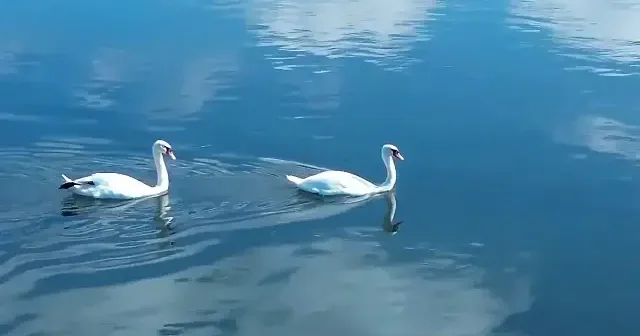 Binlerce kuşun buluşma noktası: Kızılırmak Deltası Kuş Cenneti sonbahar göçüne hazırlanıyor VİDEO İZLE