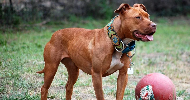Tartıştıkları kişinin üzerine pitbull saldırtmışlardı: İstenen ceza belli oldu