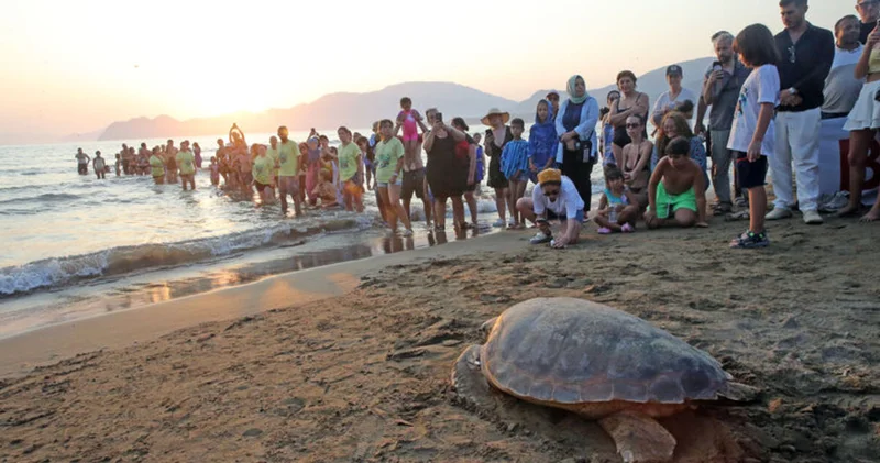 Caretta caretta Tuba ikinci dünya turunda 7 bin kilometre katetti