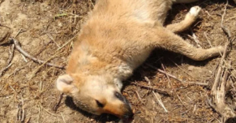 Zehirlendikleri öne sürülen 6 sokak köpeği ile 2 kedi öldü Sözcü Gazetesi
