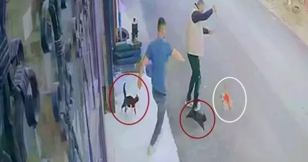 Erzurum haberleri Ninja kedilerin köpeğe saldırdığı anlar kamerada 02 Haziran 2025