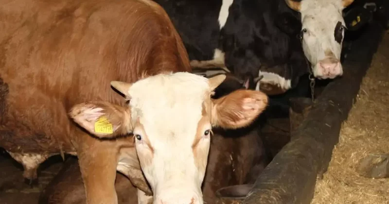 Kurban Bayramı nda berberler bile bu işe giriyor! 63 bin TL cezası var