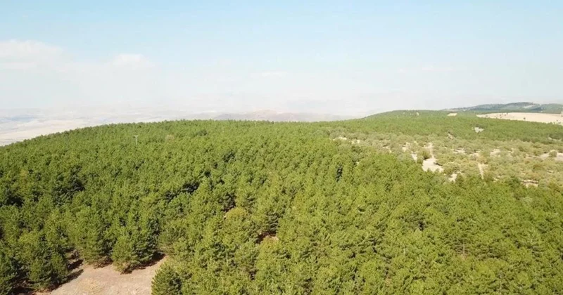 Kırıkkale de ormanlara girişler 31 Ekim e kadar yasaklandı