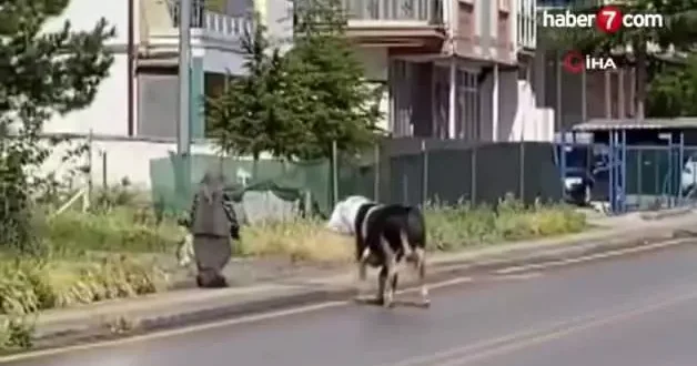 Ankara’da kaçan dana yaşlı kadını yaraladı