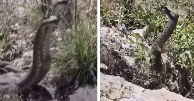 Yılan Saldırısına Uğrayan Vatandaşın Anları